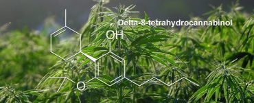 What is Delta-8 Main Banner