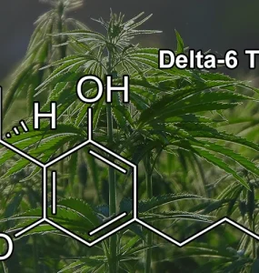 What is Delta 6 THC Main Banner Final