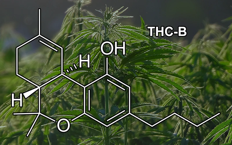 What is THC-B - 1